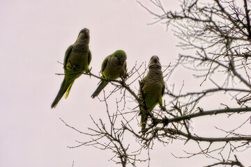 parrots on a branch, Trani, Apulia, Italy, Europe, 27.3.2024