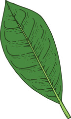 Fototapeta premium Hand drawn green frangipani, plumeria plant leaf isolated on background. Greenery icon. Vector doodle illustration. Pen drawing style. Floral plant, tropical jungle clipart for cards, web.