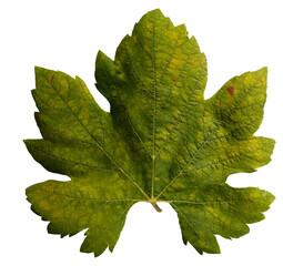 Maple leaf in autumn fall color, png stock photo file cut out and isolated on a transparent...