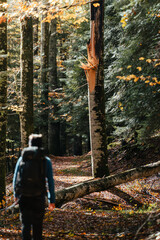 Beautiful autumnal colors in the Cansiglio Forest, in Northern Italy