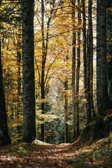 Beautiful autumnal colors in the Cansiglio Forest, in Northern Italy
