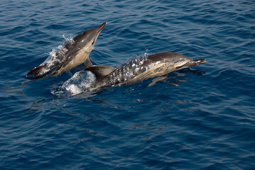 Two common dolphins (delphinus delphis) captured mid-leap above the ocean's glistening surface,...