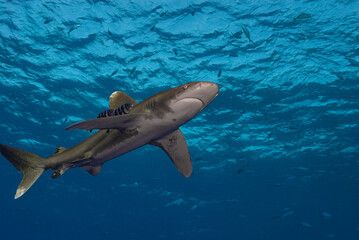 An oceanic white tip shark (archarhinus longimanus), distinguished by its large, rounded fins, effortlessly glides through the clear, deep blue waters. 
