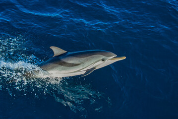 Fototapeta premium A sleek striped dolphin, Stenella coeruleoalba, cuts through the serene blue waters with grace, its distinctive markings a blur against the ocean's canvas.