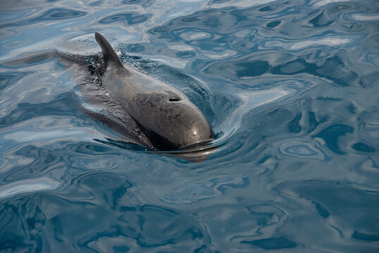 A pilot whale (Globicephala melas)  surfaces calmly, its sleek, dark body contrasting with the reflective blue water, creating a moment of serene connection with the marine world