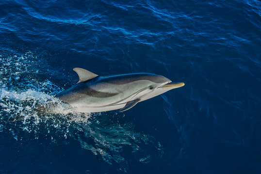 A sleek striped dolphin, Stenella coeruleoalba, cuts through the serene blue waters with grace, its distinctive markings a blur against the ocean's canvas.
