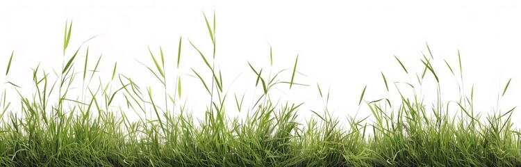 Obraz premium green grass isolated on white background for backdrop