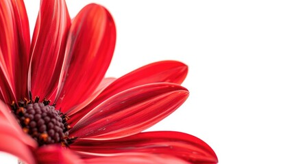 Fototapeta premium A vibrant red flower with delicate petals set against a crisp white backdrop a stunning image capturing the beauty of nature perfect for a greeting card or any nature themed collection