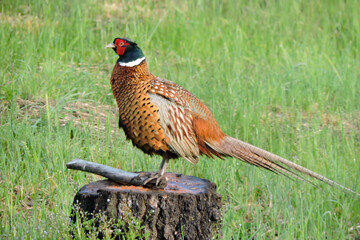 The male wild ring-necked pheasant standing on a tree stump with cracked bark in the middle of the...