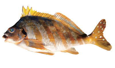 浅い磯に生息する海水魚、タカノハダイの切り抜き白背景リアル調イラストレーション。