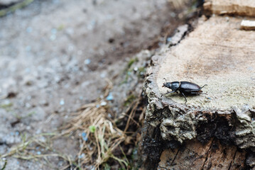 The stag beetle, Lucanus cervus, is a beetle of the Schroeter family (Lucanidae). Female stag beetle on a natural wooden background.