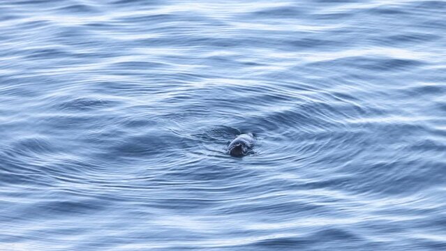 The sea otter (Enhydra lutris) is a marine mammal native to the coasts of the northern and eastern North Pacific Ocean. This photo was taken in Hokkaido, Japan.