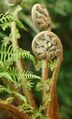 Beautiful close-up of dicksonia antarctica © James Nature Pics