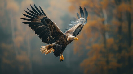 Obraz premium Slow motion of an eagle descending gracefully towards prey with wings spread wide.