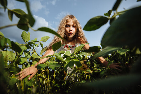 Funny cute little girl looking into the camera lens through green soybean leaves against the blue sky. Wide angle portrait of a happy smiling child. Children explore nature and the world.