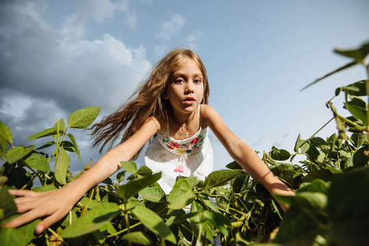 Funny cute little girl looking into the camera lens through green soybean leaves against the blue sky. Wide angle portrait of a happy smiling child. Children explore nature and the world.