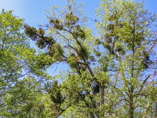 Poznań, Cybina valley, Olszak, Poplar trees