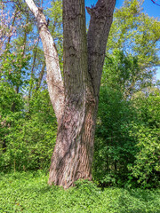 Poznań, Cybina valley, Olszak, Poplar trees