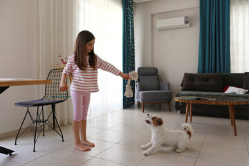 Six year old girl playing tug with cute wire haired Jack Russell Terrier puppy at home. Close up,...