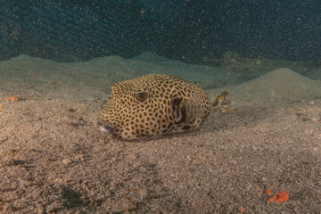 Fish swimming in the Red Sea, colorful fish, Eilat Israel
