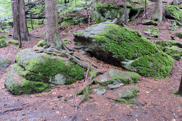 A tree growing on some granite rocks covered with green moss, a tree trunk, tall trees in the forest in the Polish part of The Karkonosze Mountains