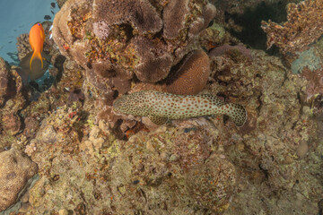 Fish swimming in the Red Sea, colorful fish, Eilat Israel
