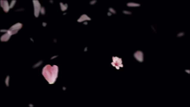 Japanese Sakura cherry tree petals and flowers on the wind with the alpha mask embedded.
