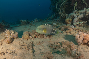 Fish swimming in the Red Sea, colorful fish, Eilat Israel
