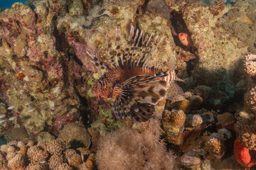 Lionfish in the Red Sea colorful fish, Eilat Israel
