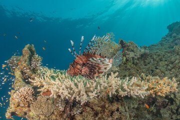 Lionfish in the Red Sea colorful fish, Eilat Israel
