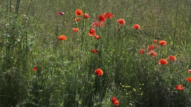 Campo con papaveri mossi dal vento