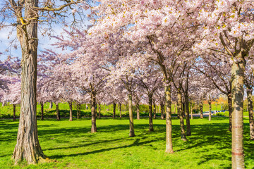 Naklejka premium Beautiful cherry blossom trees in Langelinie park in Copenhagen, Denmark