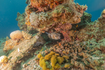 Fototapeta premium Fish swimming in the Red Sea, colorful fish, Eilat Israel 