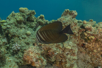 Fish swimming in the Red Sea, colorful fish, Eilat Israel
