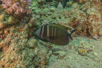 Fish swimming in the Red Sea, colorful fish, Eilat Israel
