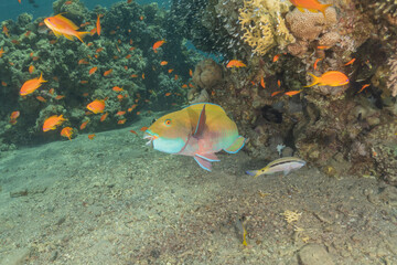 Fish swimming in the Red Sea, colorful fish, Eilat Israel
