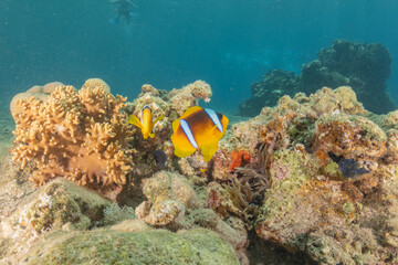 Clown-fish anemonefish in the Red Sea Colorful and beautiful, Eilat Israel
