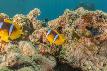 Clown-fish anemonefish in the Red Sea Colorful and beautiful, Eilat Israel
