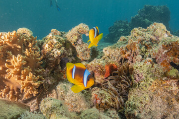 Clown-fish anemonefish in the Red Sea Colorful and beautiful, Eilat Israel
