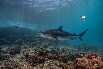 A tiger shark gracefully cruising over a vibrant coral reef. 