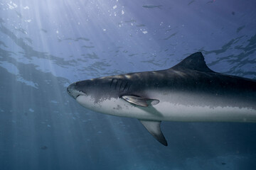 Fototapeta premium A majestic tiger shark (Galeocerdo cuvier) swims gracefully under the sunlit surface of the ocean. 