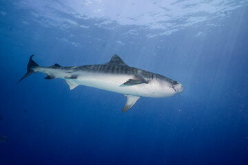 Fototapeta premium An impressive tiger shark, Galeocerdo cuvier, glides gracefully through the blue ocean waters, its striped body contrasting with the deep azure of the sea.