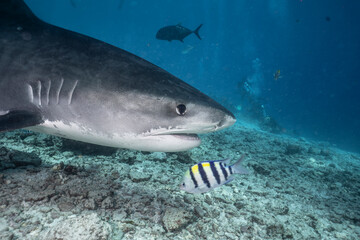 Fototapeta premium A tiger shark (Galeocerdo cuvier) glides near the ocean floor, its formidable figure standing out among reef fish and underwater rocks. 
