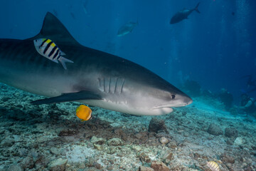 A tiger shark gliding over a sandy ocean floor, surrounded by vibrant tropical fish and intrigued divers in the background. 