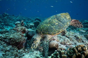 a hawksbill sea turtle actively feeding on the vibrant corals of a bustling reef. 