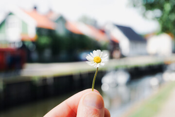 Cropped hand holding a small flower