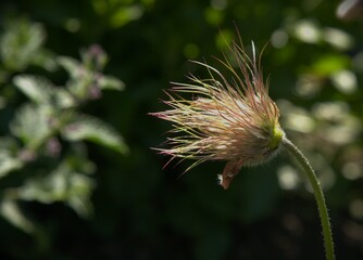 Pulsatilla - Pasque flower in a meadow