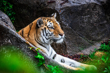 Amur Tiger laying in sun at a local zoo.