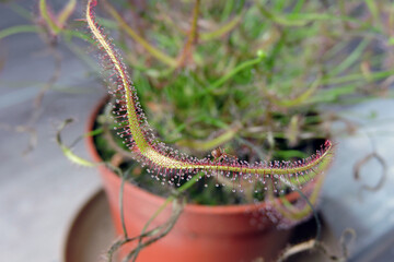 A close-up of a small spider captured by a fork-leaved sundew