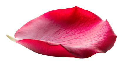 Close-up of a Rose petal on a white background.
